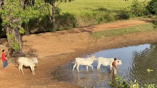 Besuch in einem Dorf: Bauer bringt seine Kühe zum See, um sie zu waschen 